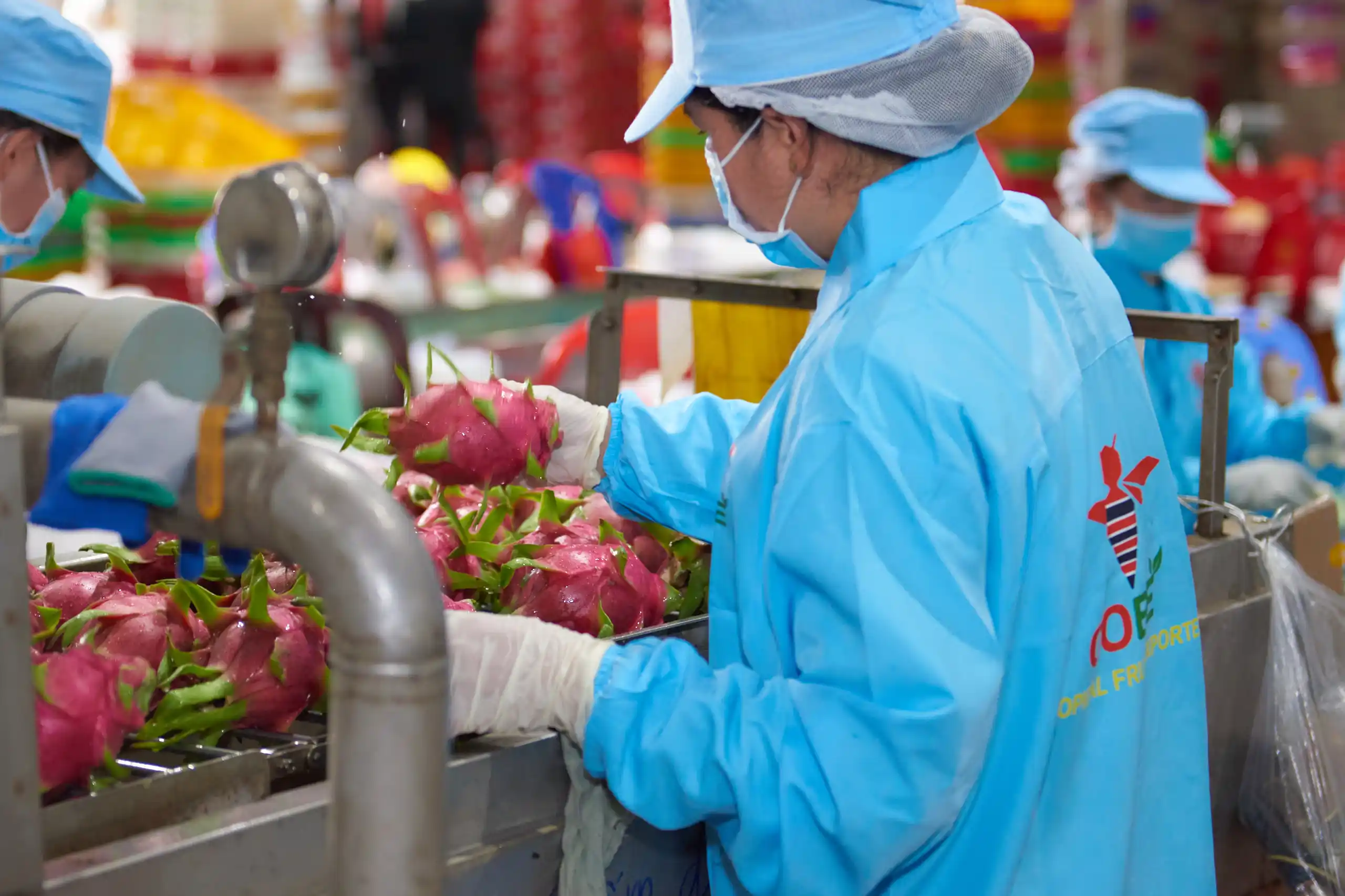 How Do Food Safety and Import Compliance Standards Differ Across Dragon Fruit Exporting Countries?