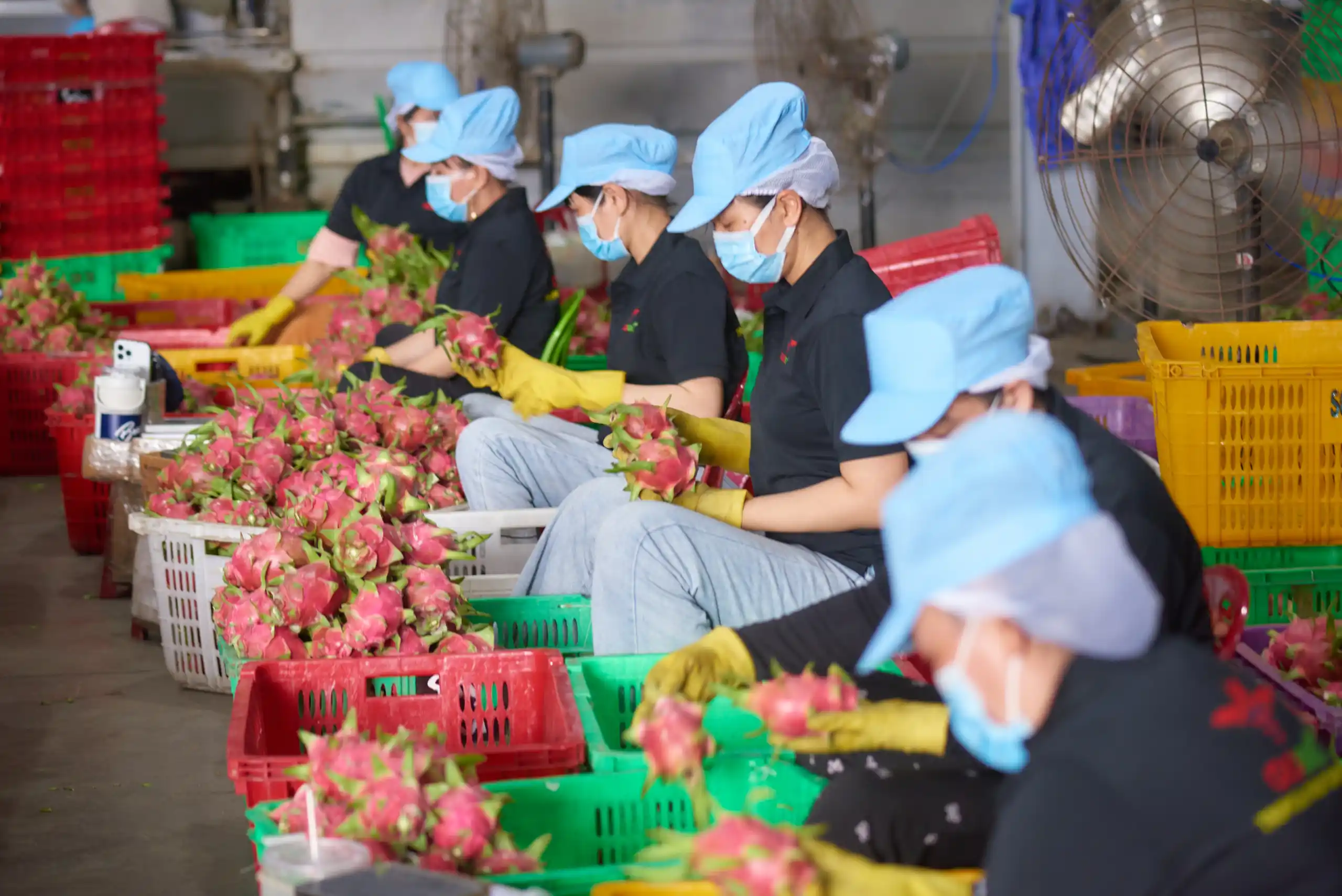 How Is Health-Driven Consumer Behavior Reshaping Demand for Dragon Fruit?