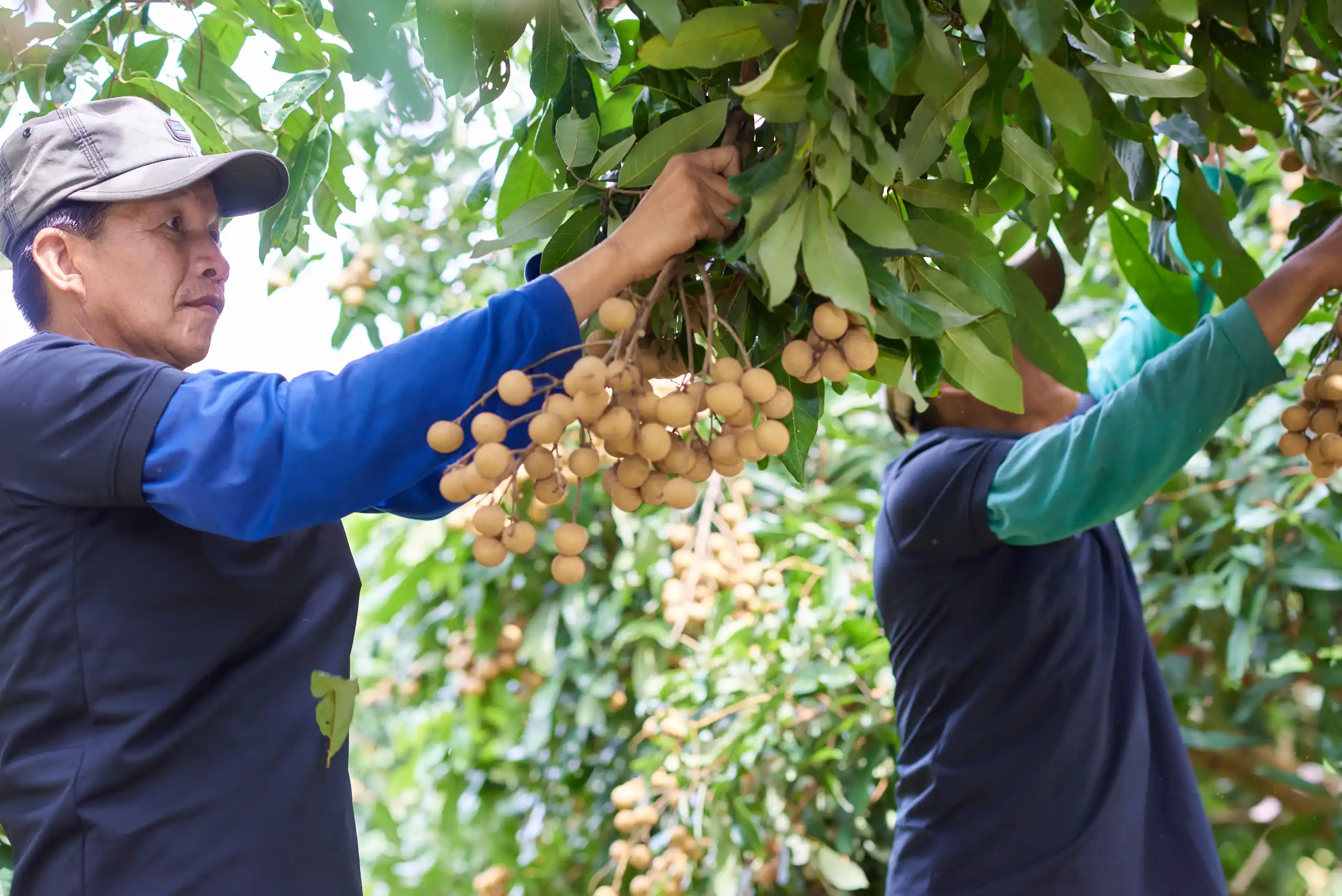 Vietnam Longan's Growing Regions and What Makes It Export-Ready