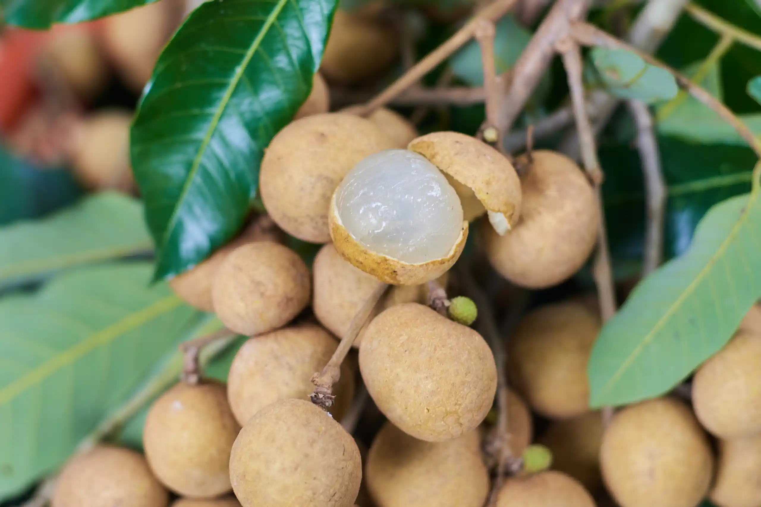 What Are the Full Export Specifications of Idor Longan?