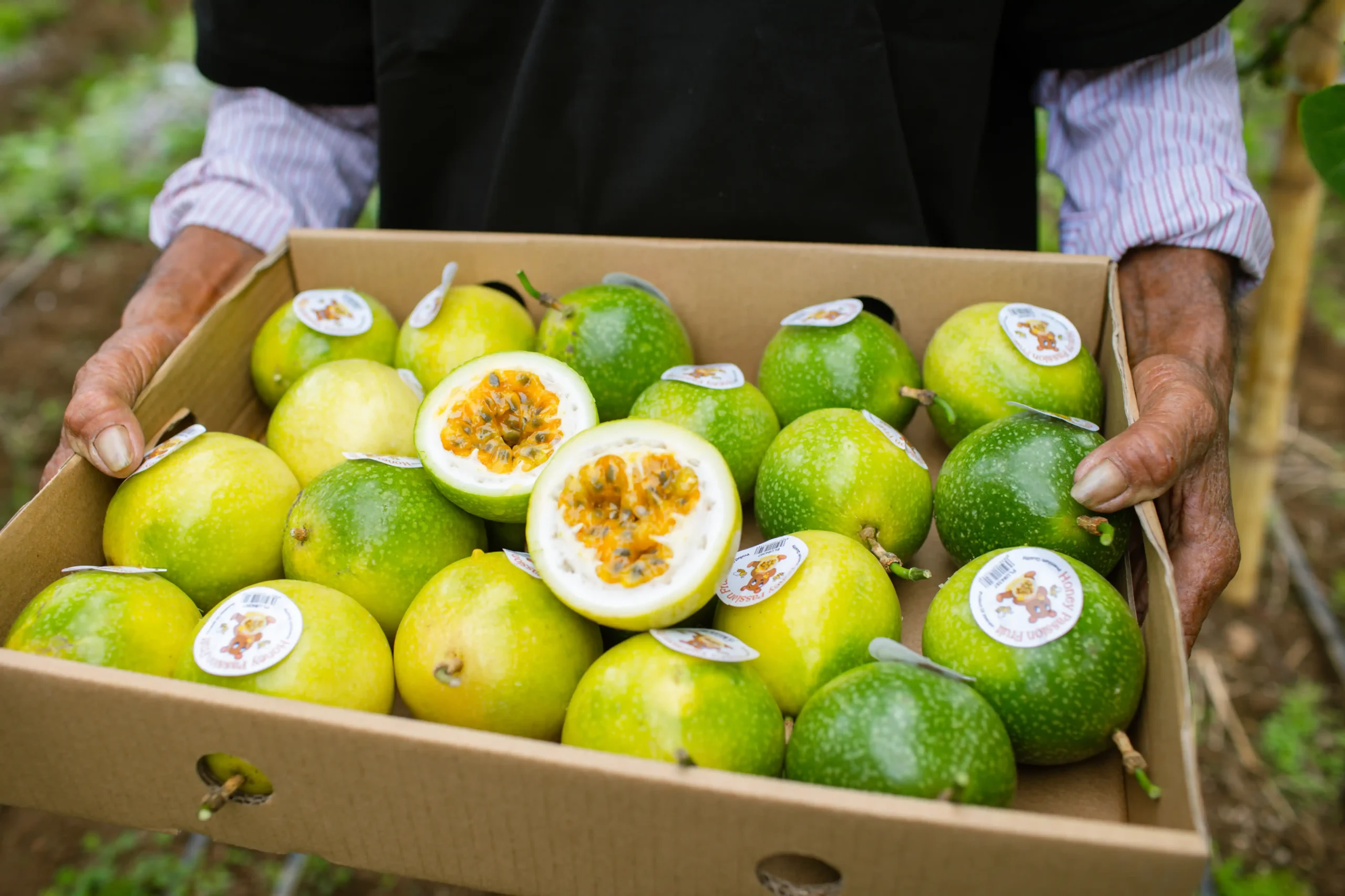 What Key Qualities Define a Reliable Passion Fruit Exporter?