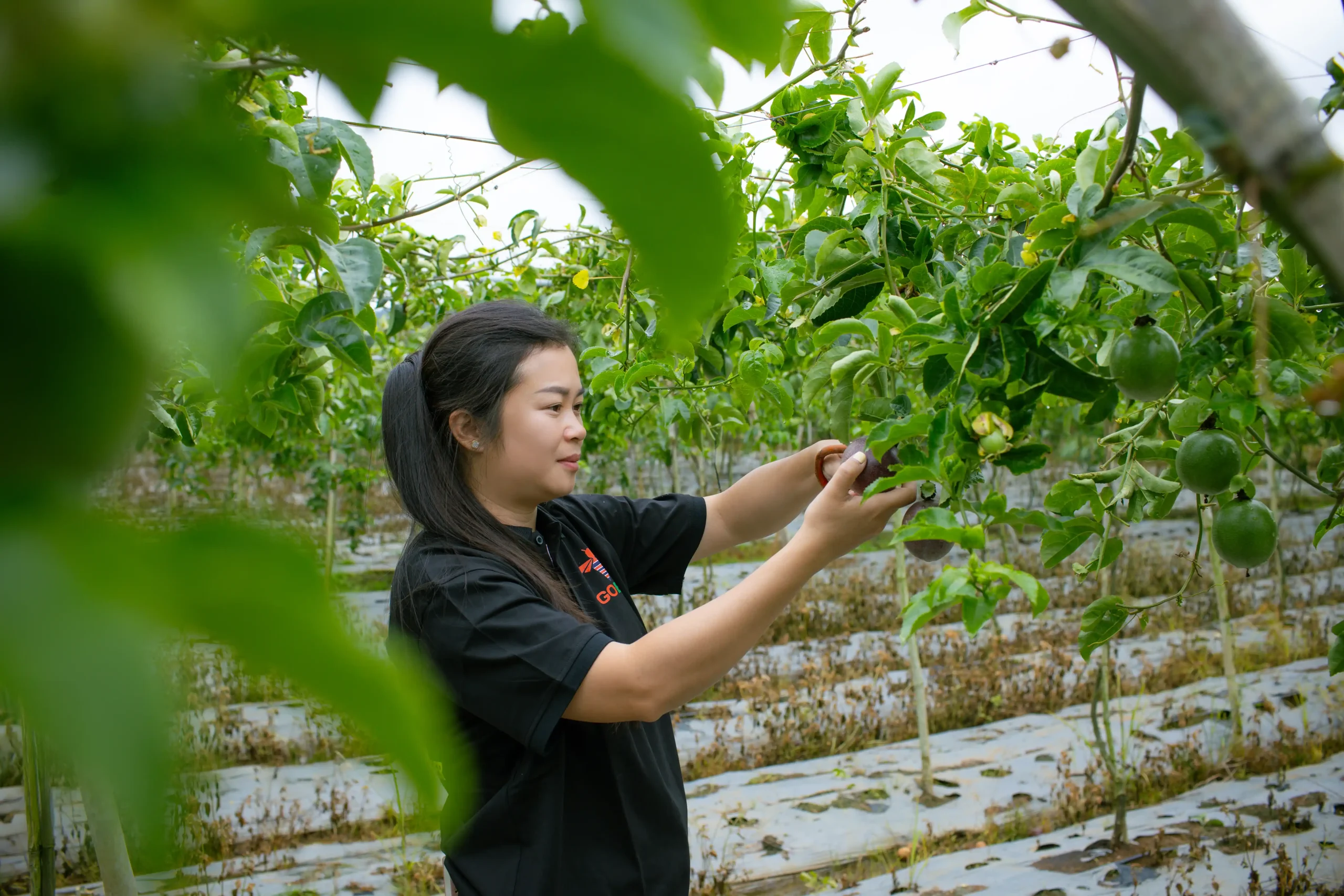 What Red Flags Should B2B Importers Watch Out for When Sourcing Passion Fruit?