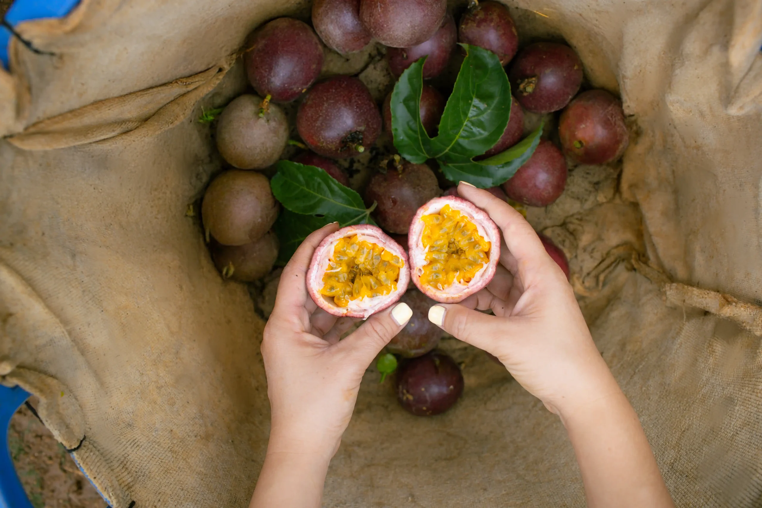 Which International Certifications Are Essential for Fresh Passion Fruit Export?