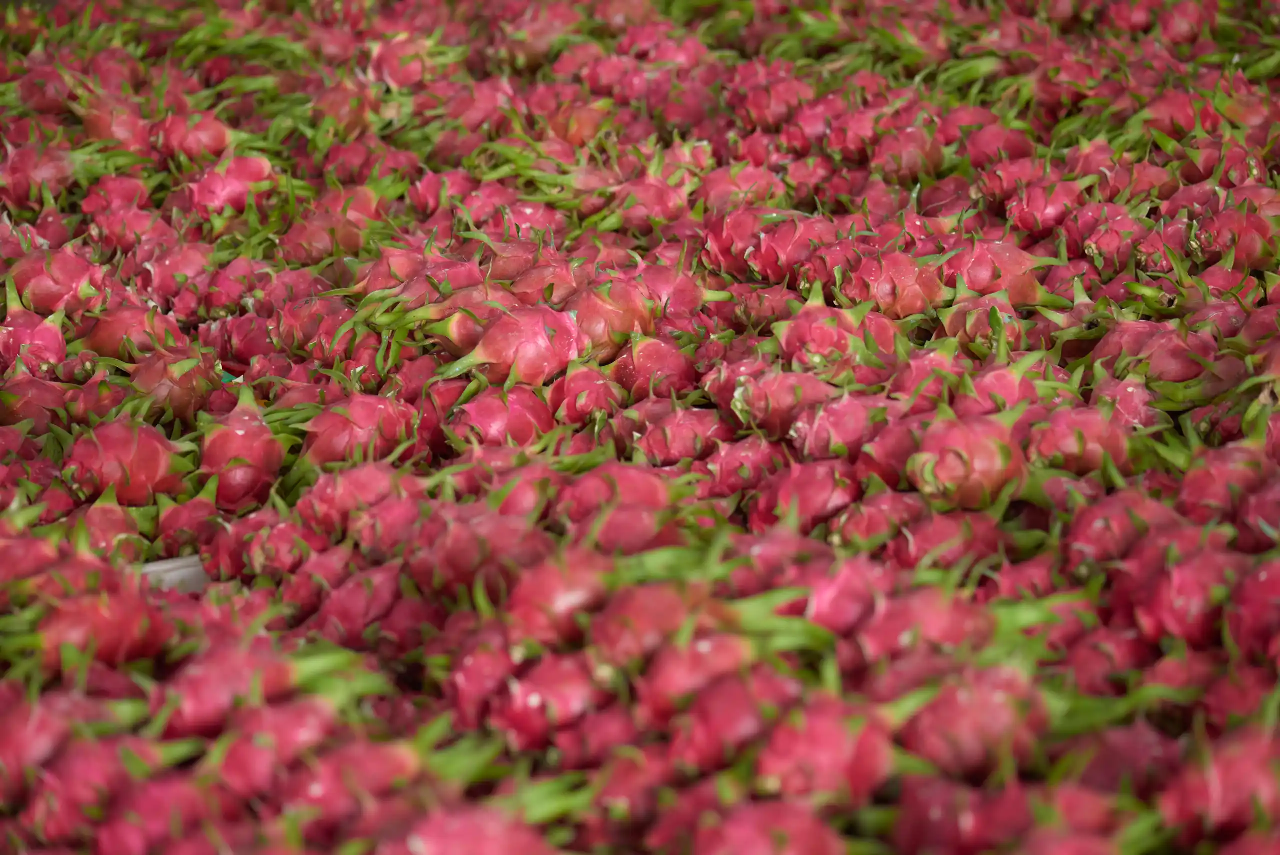 Why Is Vietnam Consistently Ranked as the World's Number One Dragon Fruit Exporter?