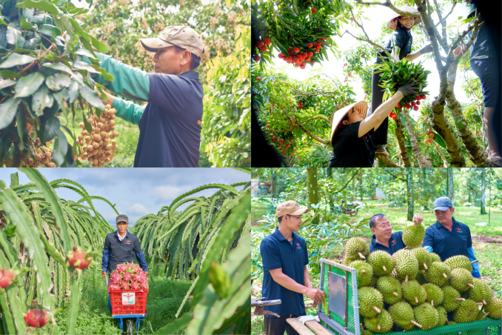 Vietnam tropical fruit suppliers harvesting fresh lychee, dragon fruit, and durian for fresh fruit sourcing Vietnam and global export markets