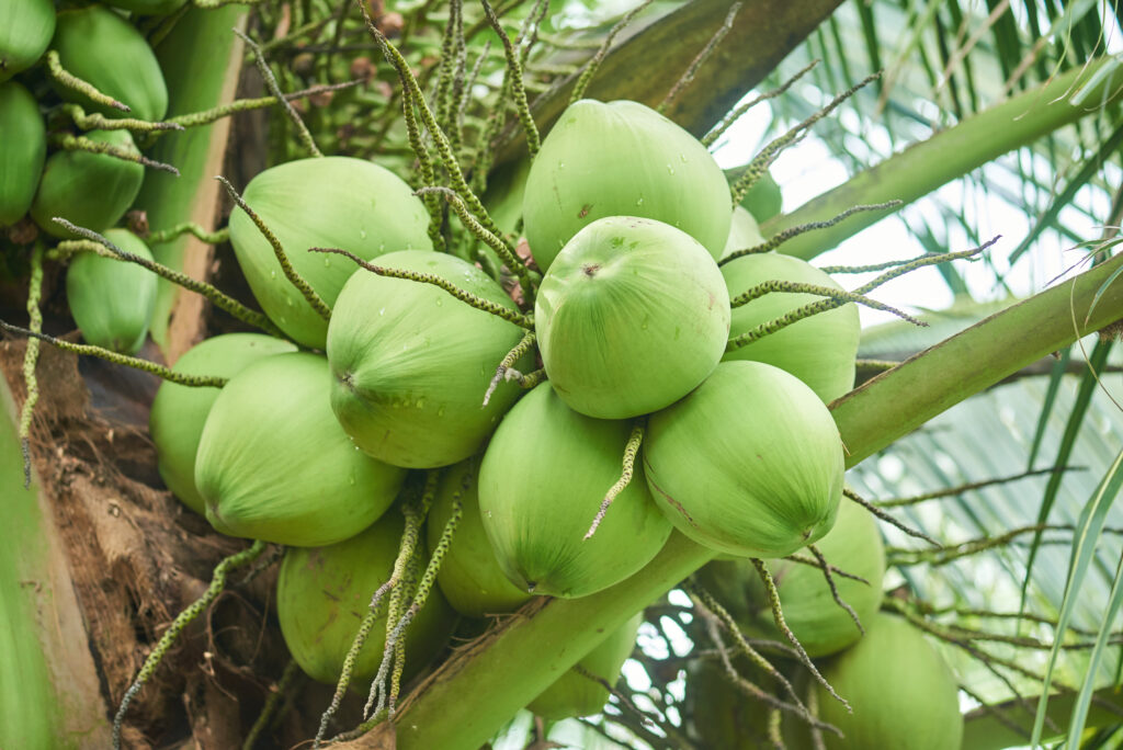 Fresh green coconuts growing in Vietnam tropical farms for export markets