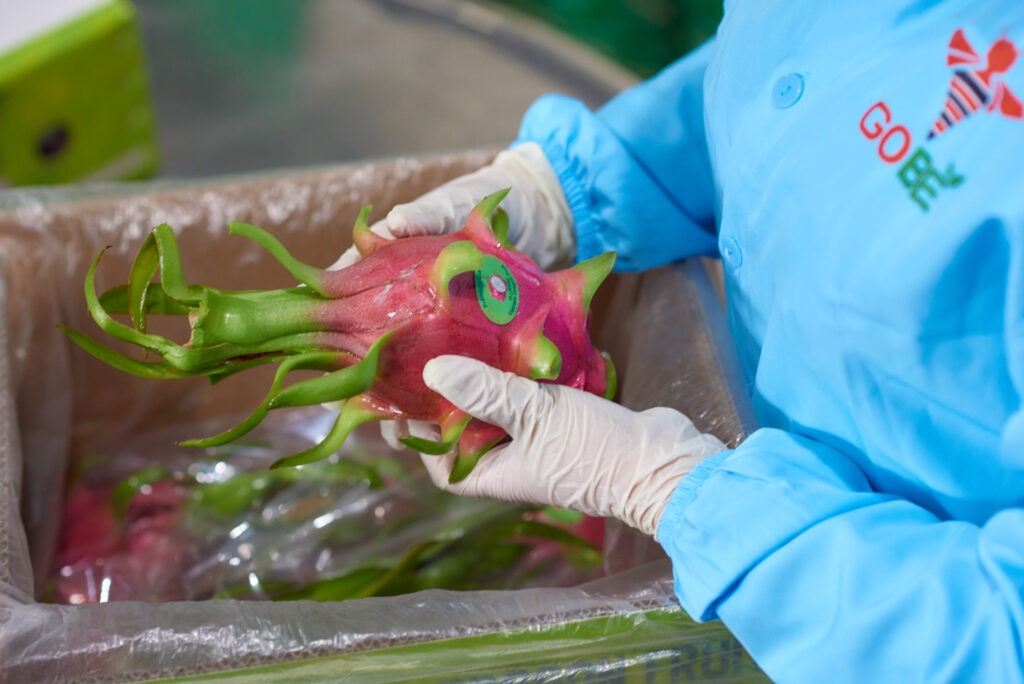 Custom product labels and OEM branding on fresh Vietnamese dragon fruit for export.