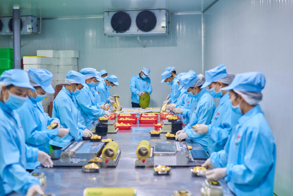 Workers sorting tropical fruits in ISO-certified Vietnam export packing facility