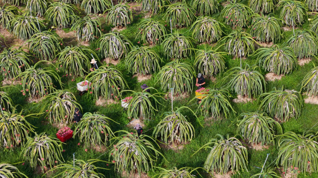 Global GAP certified tropical fruit farm in Vietnam for export.