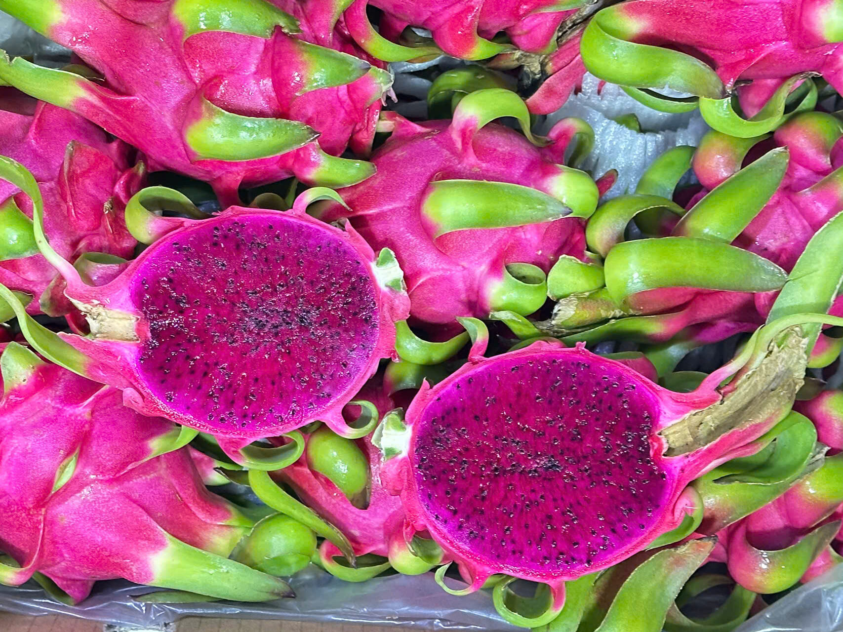 Fresh red dragon fruit in export cartons from Vietnam 