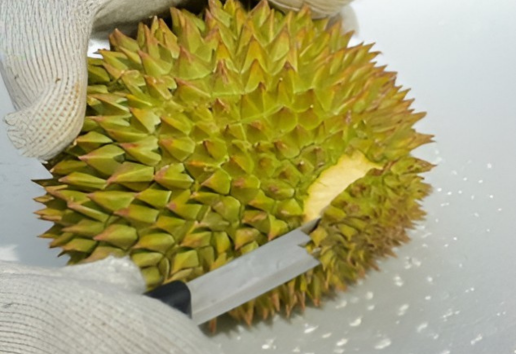 Step-by-step instructions showing how to open a durian fruit safely without getting pricked
