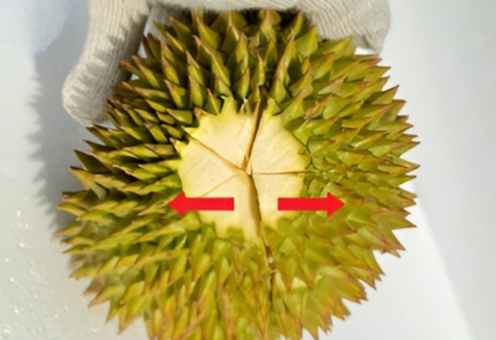Using thick gloves and a knife to safely open a durian step by step