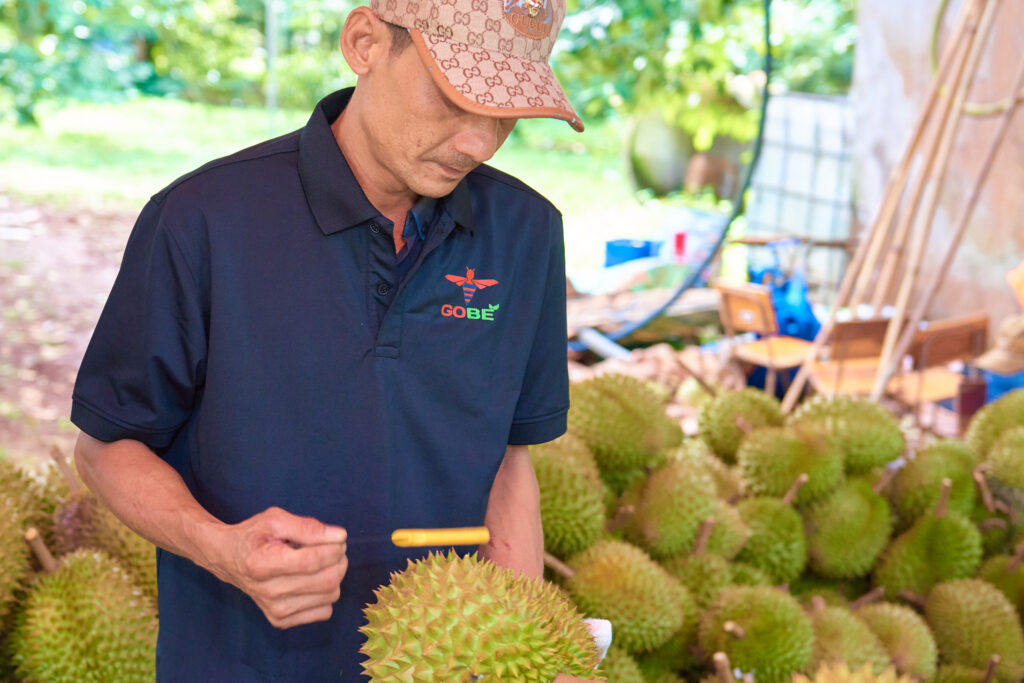 Use the handle of your knife to gently tap the shell; if it makes a solid, hollow "thud" or "thump" sound, it's a good fruit with thick, fleshy pods.