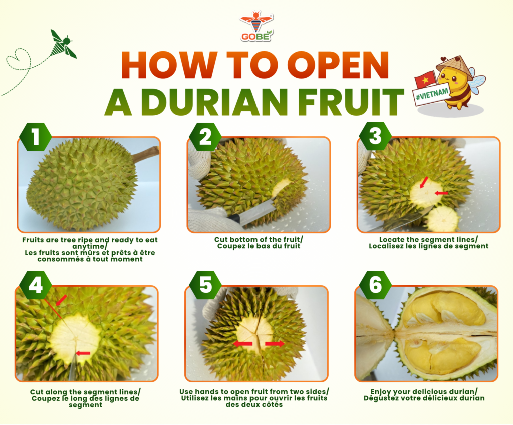 Infographic by GOBE IMEX explaining how to open a durian fruit in 6 simple steps