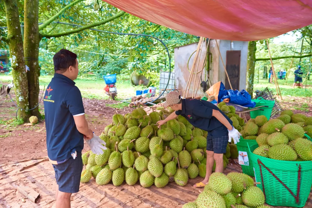 Does Buying Wholesale Durian in Higher Volumes Always Lead to Better Prices