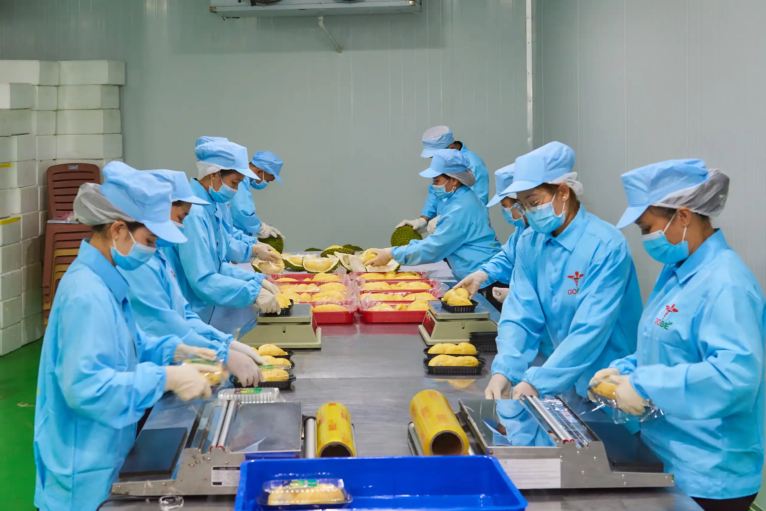 How Does Gobeimex's Cold Chain and 12-Hour Packing Process Protect Peeled Durian Quality from Farm to Port