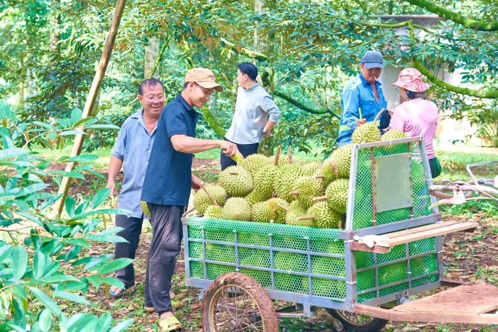 Is It Better to Source Durian Directly from an Exporter or Through a Broker?