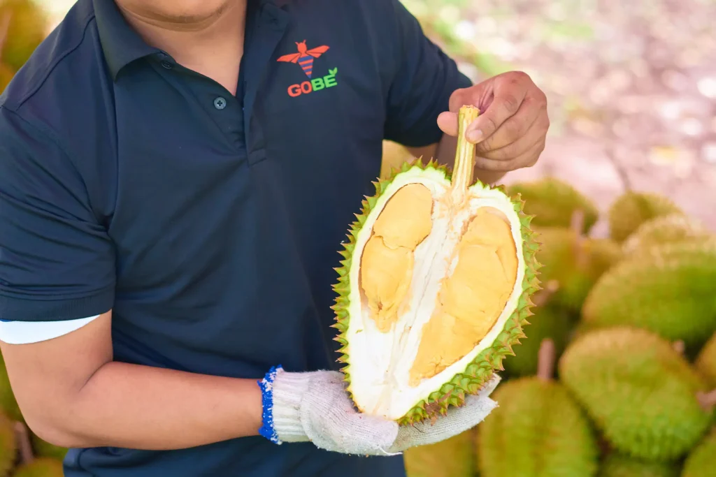 What Are the Key Quality Characteristics of Ri6 Durian That Importers Should Know