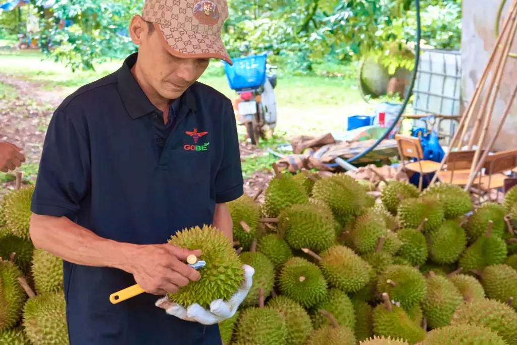 How Does Durian B2B Export Differ From Retail and Spot Trading?
