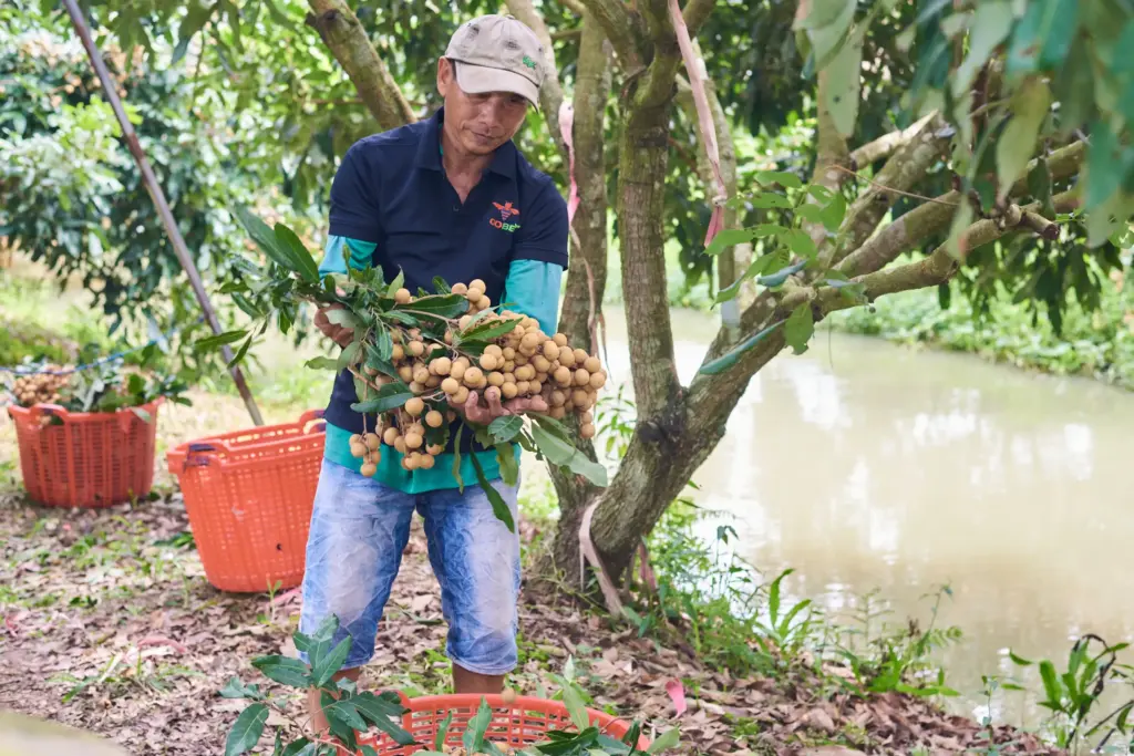 What Is the Origin and Cultural Significance of Vietnamese Longan?