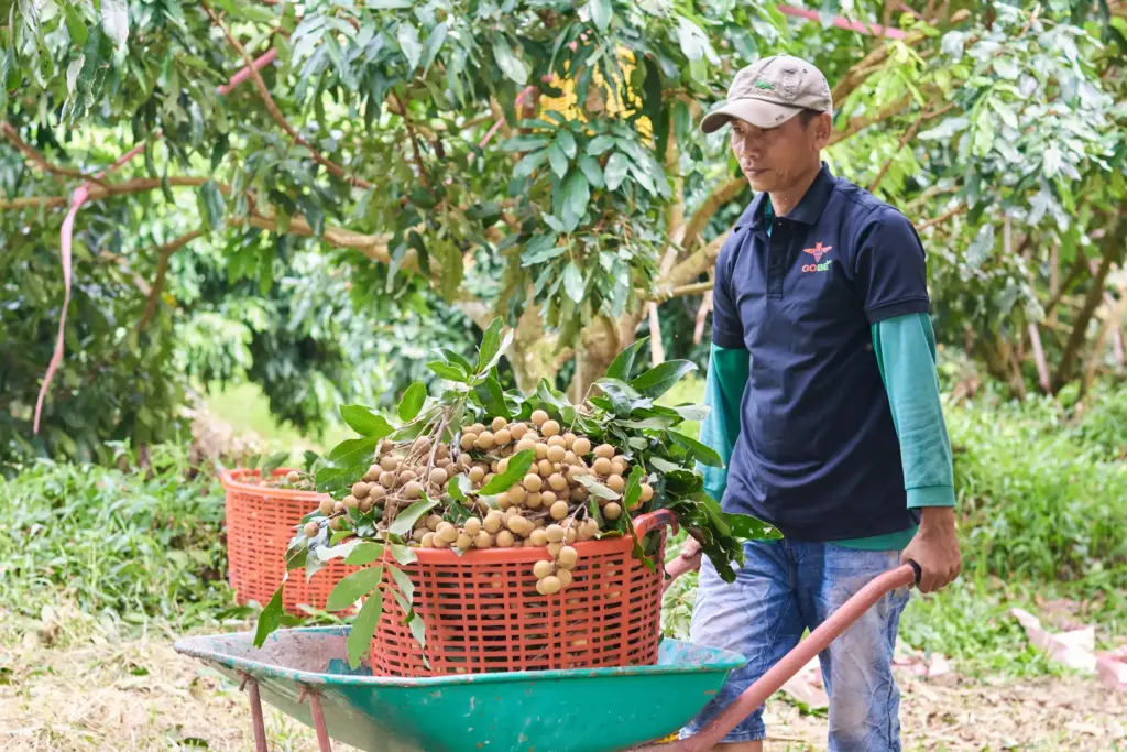 When Is Vietnamese Longan in Season?