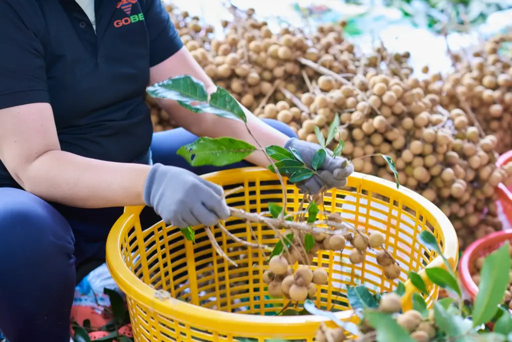 Which Countries Import Vietnamese Longan Fruit?