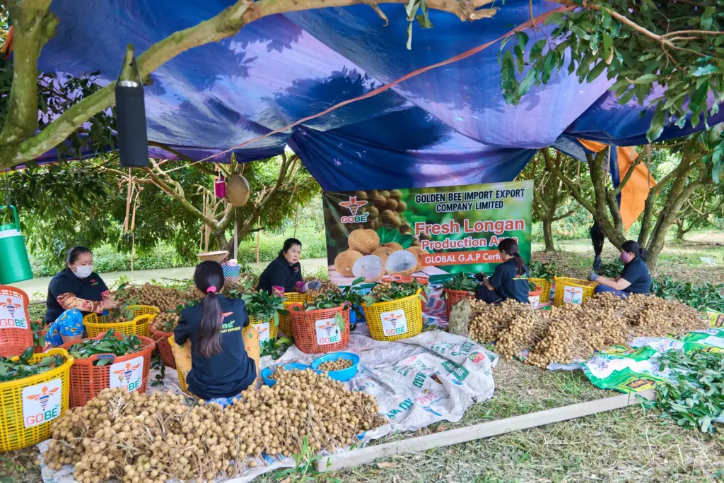Which Varieties of Fresh Longan Does Vietnam Export?
