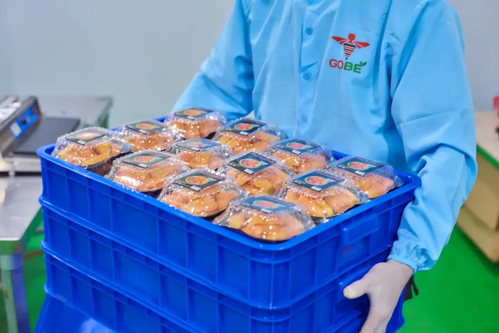 What Are the Available Processed and Frozen Red Flesh Jackfruit Options for Wholesale Buyers?