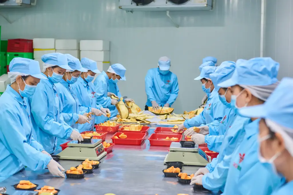What Growing Regions in Vietnam Produce the Best Red Flesh Jackfruit for Export?