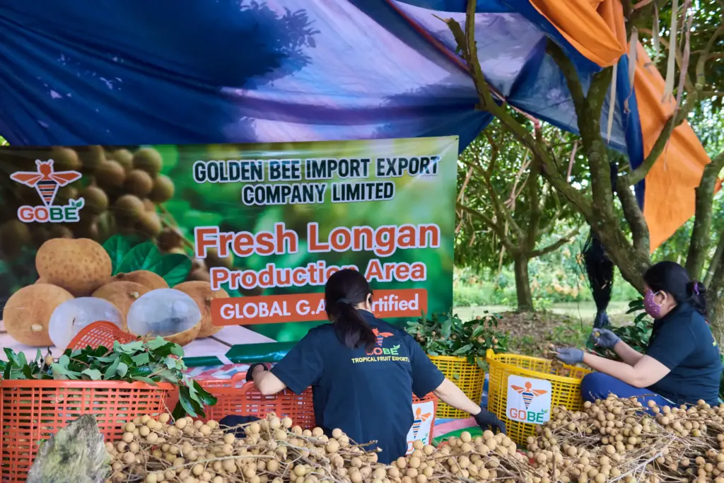 What Is the Longan Harvest Season in Vietnam Compared to Other Origins?