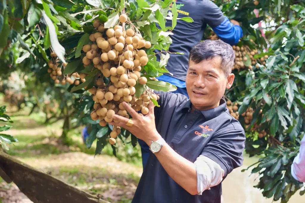 Which Regions in Vietnam Produce the Most Export-Quality Longan?