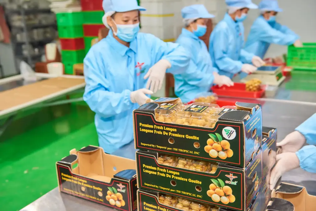 Which Vietnamese Longan Exporters Supply to Europe, North America, and the Middle East?