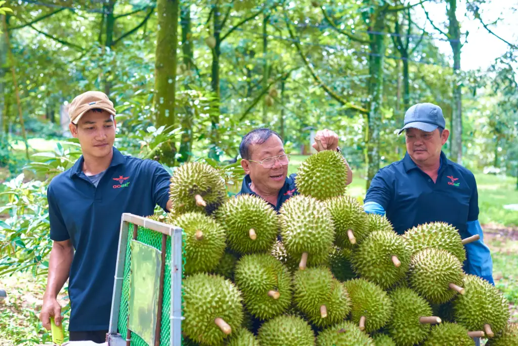 Is Vietnam Becoming a Real Challenger to Thailand in Global Durian Export?