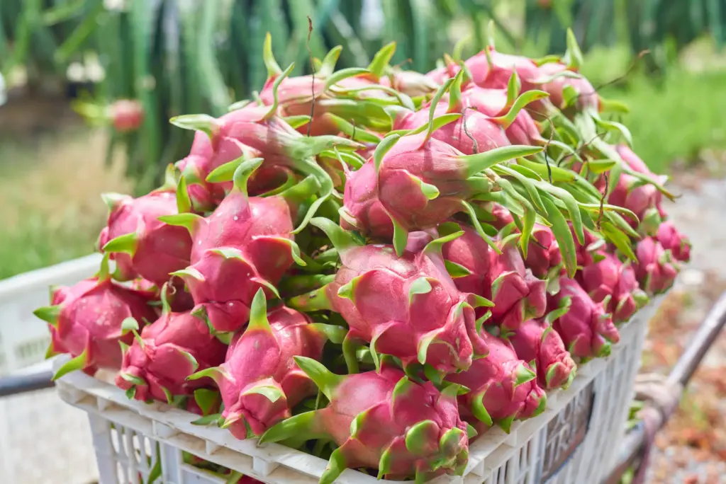 Which Online Platforms Sell Red Vietnamese Dragon Fruit for International Buyers?