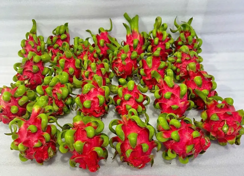 How Much Does Red-Flesh Dragon Fruit Cost at the Farm Gate in 2026?