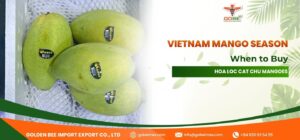 Vietnam Mango Season: When to Buy Hoa Loc Cat Chu Mangoes