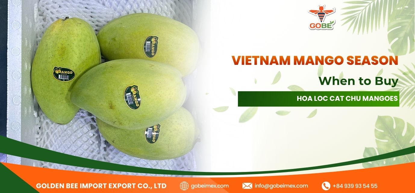 Vietnam Mango Season: When to Buy Hoa Loc Cat Chu Mangoes