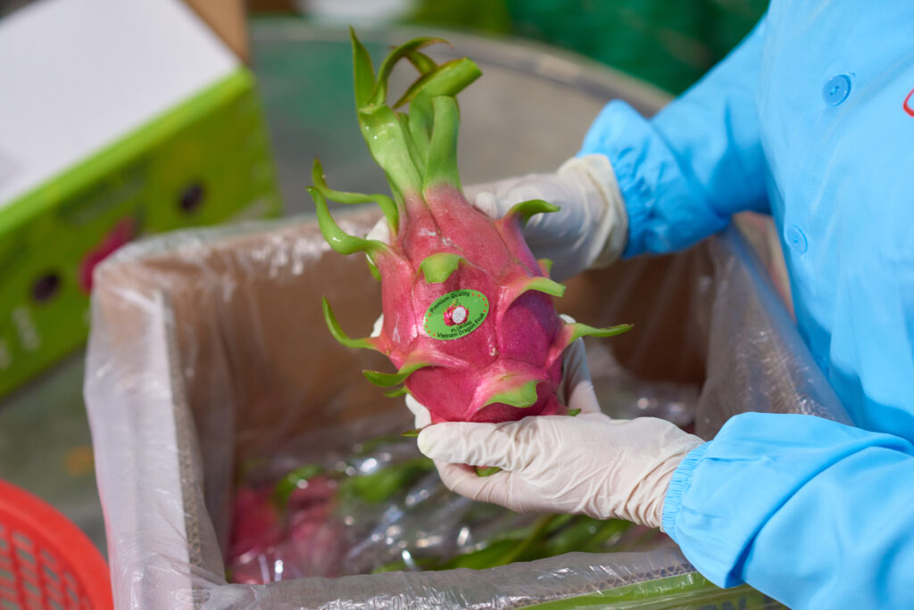 Vietnam's Position in the Global Dragon Fruit MarketVietnam's Position in the Global Dragon Fruit Market