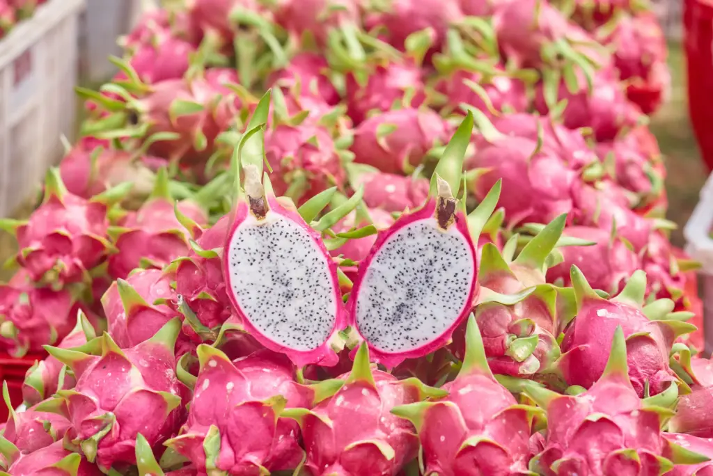What Are the Main Dragon Fruit Varieties Exported from Vietnam and Their Market Fit?