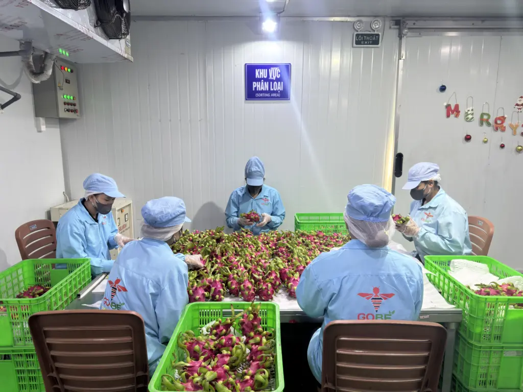 What Are the Main Varieties of Red Dragon Fruit Exported from Vietnam?