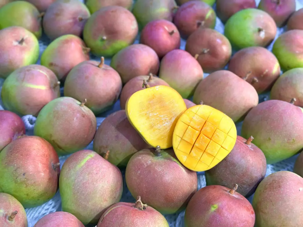 What Certifications Should a Verified Mango Exporter Hold?