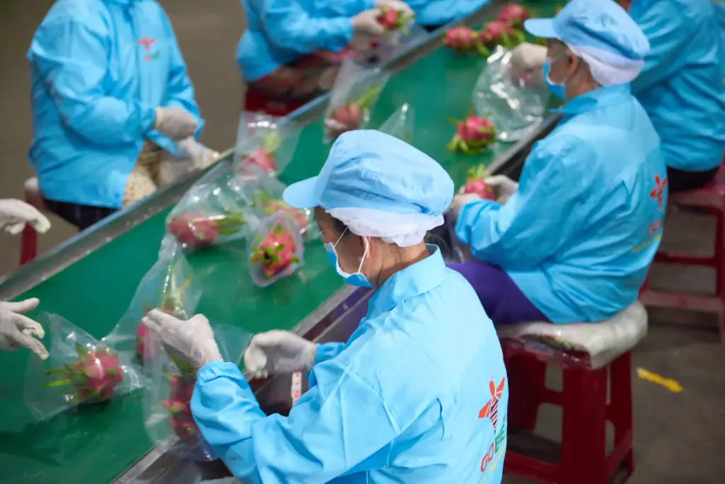 What Certifications Should a Verified Vietnam Dragon Fruit Exporter Have?