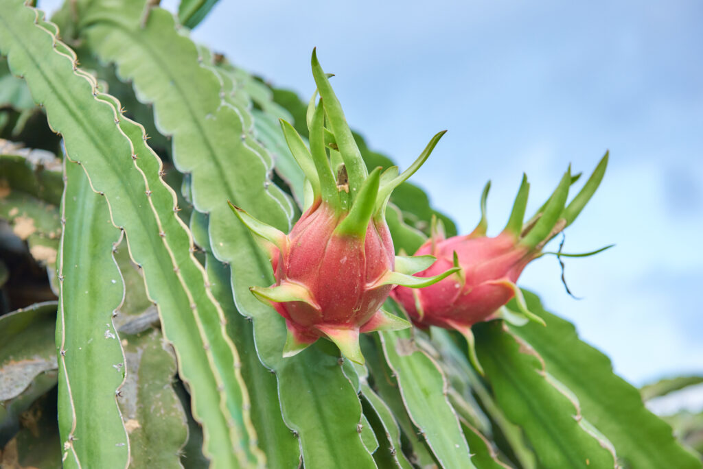 What Certifications Should a Vietnamese Dragon Fruit Farm Hold for Export?