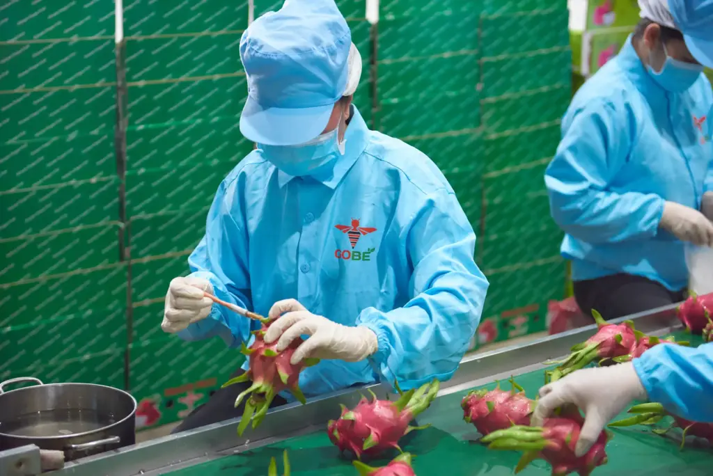 What Infrastructure Criteria Should a Dragon Fruit Packing House Meet?