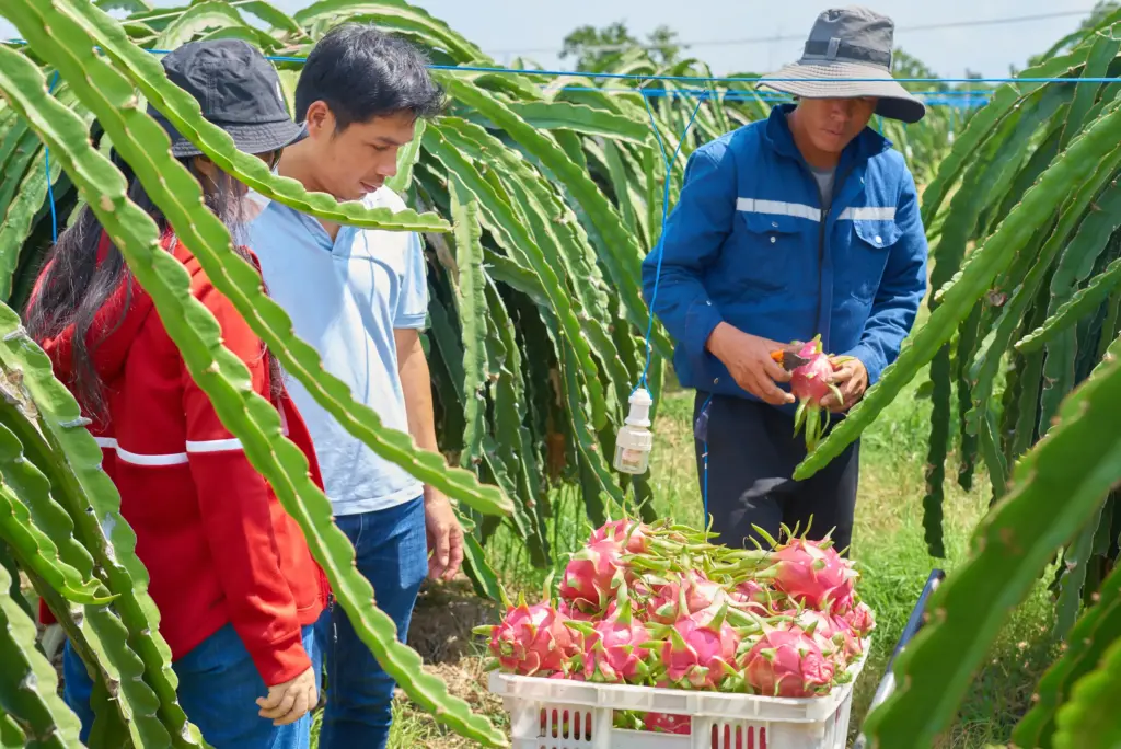 What Is the FOB Price for Dragon Fruit Exported to the Chinese Market in 2026?