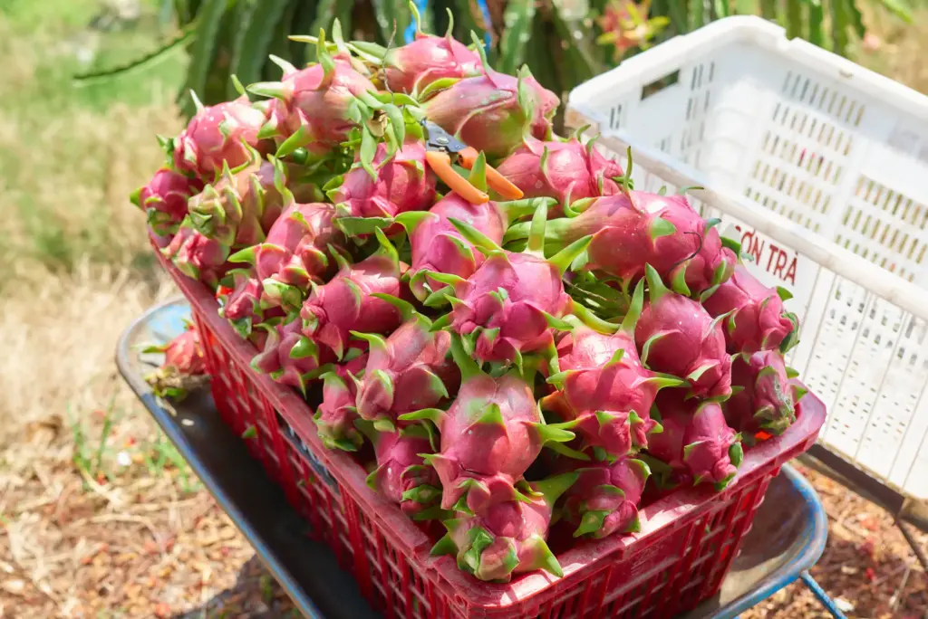 When Is Dragon Fruit Cheapest and Most Expensive in Vietnam Throughout 2026?