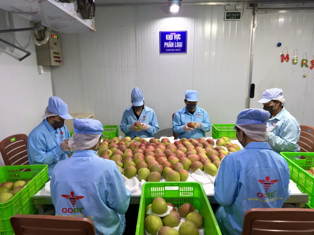 Which Countries Are the Leading Exporters of Fresh Mangoes?