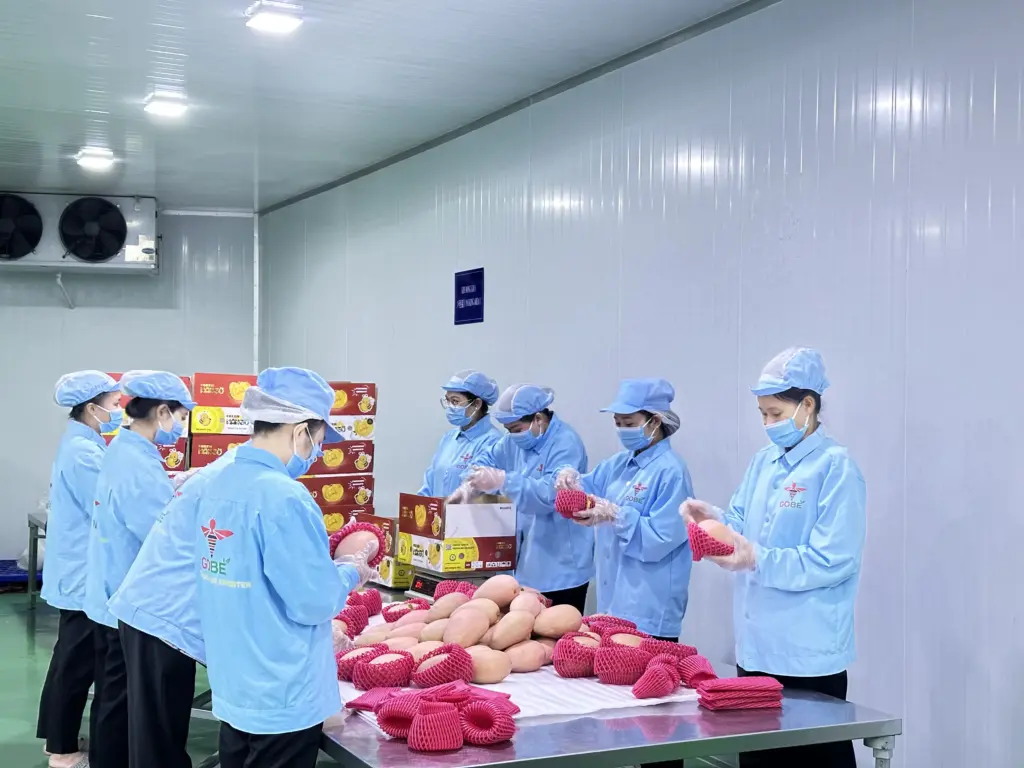 Which Countries Export Mangoes to Europe and the Middle East Most Reliably?