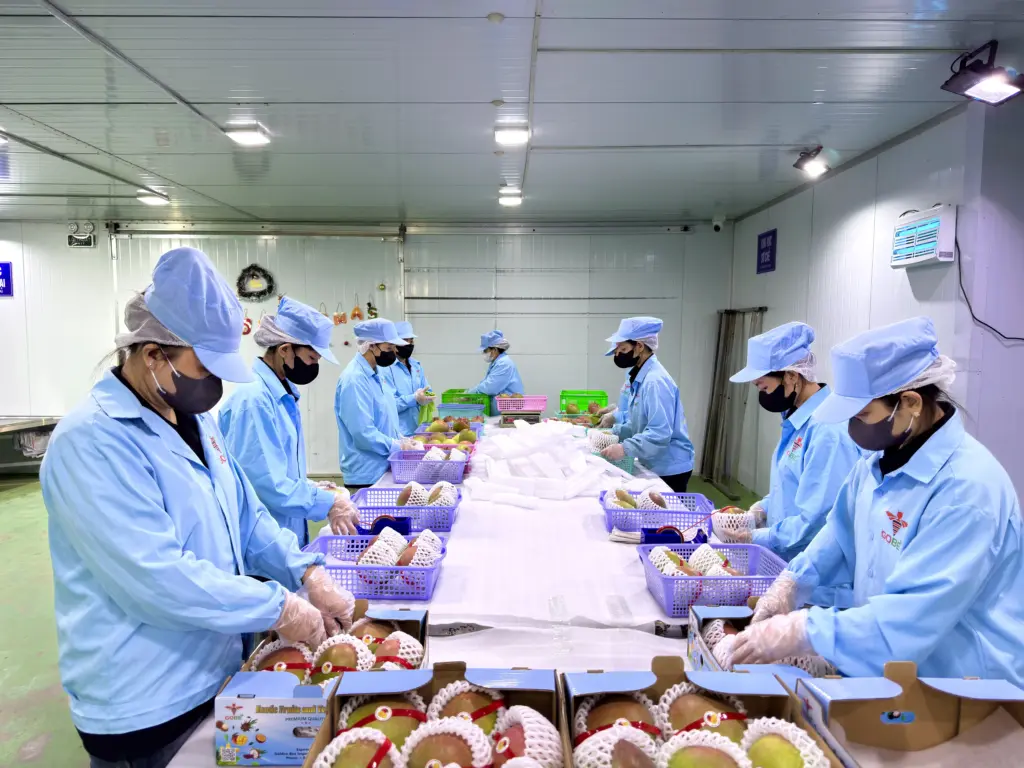 Which Fresh Mango Varieties Are Most Commonly Available for Bulk Export?