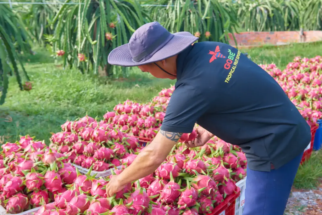 Which Regions in Vietnam Produce the Best White Dragon Fruit for Export?